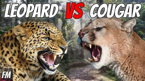 Leopard Vs Cougar Which Is Stronger Youtube