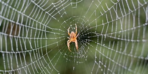 Spider Control Extermination Of Spiders National Pest Management