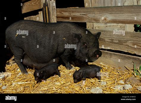 Pot Bellied Pig Mother And Two Babies Missouri Usa Stock Photo Alamy