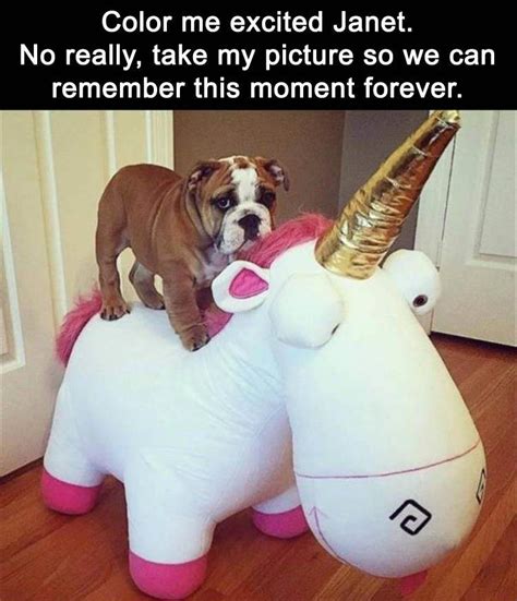 Funny Animal Pictures Of The Day 24 Pics