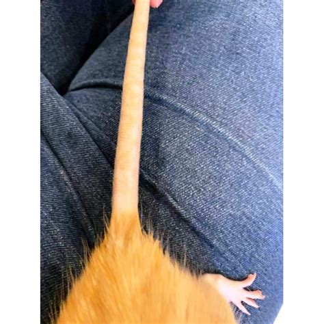 Maybe you would like to learn more about one of these? showtime tail cleaner