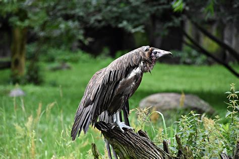 Hooded Vulture Zoochat