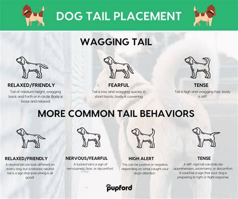 What Your Dogs Tail Can Teach You Dog Tail Meaning Pupford