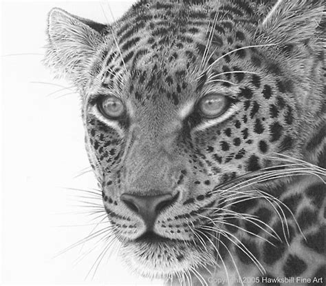 Realistic Animal Drawings: Hyper Realistic Animal Drawing Maasai Leopard