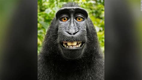 Pessoas Com Cara De Macaco
