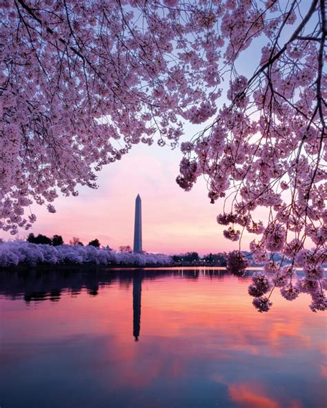4 Scenic Destinations To Enjoy Cherry Blossoms Destinasian