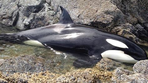 Researcher Moved By Drama Of Killer Whale Rescue In Bc The Globe