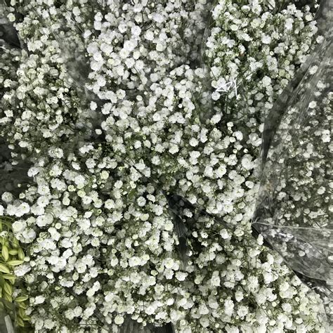 Brighten a loved one's day with a colorful, fresh floral arrangement. Gyp - Ensign Wholesale Floral