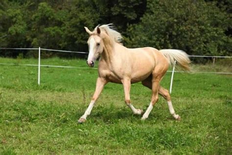 Palomino Horses History Fun Facts Photos And Care Seriously Equestrian