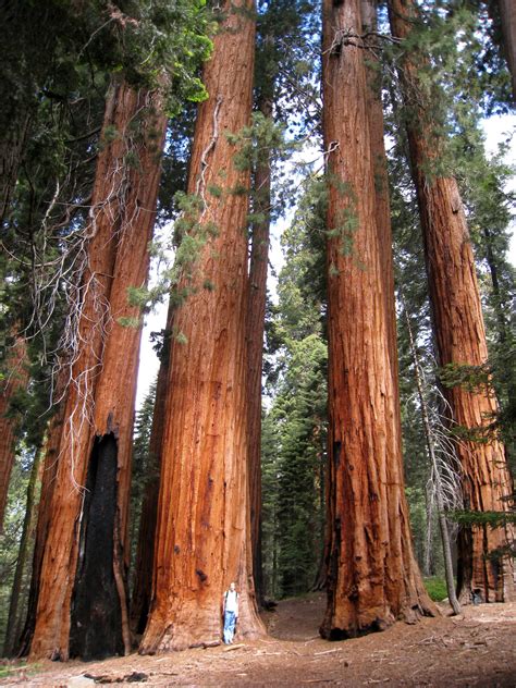 Sequoias Redwood Tree Sequoia Tree Giant Tree