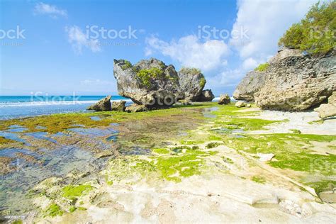 Green Reef Stock Photo Download Image Now Bay Of Water Beach