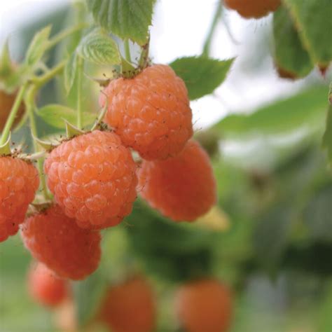 Double Gold Raspberry Plants Johnnys Selected Seeds