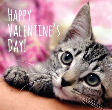 pin by linda walker on holidays in 2020 valentines day cat kittens and puppies i love cats
