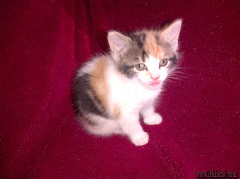 Reputable florida persian cat breeder offering doll face teacup kittens. Get the Scoop on Teacup Persian Kittens For Sale Near Me ...