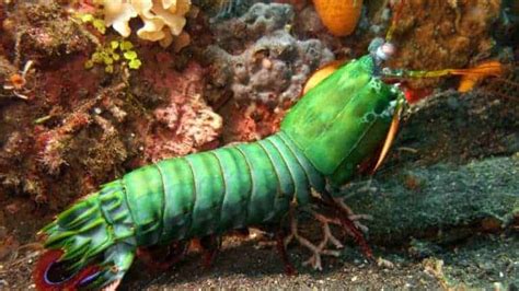 Peacock Mantis Shrimp Care Behaviour Diet Breed And Reproduce