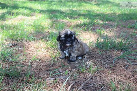 We will list new missouri, mo breeders, rescues and shelters for this breed as they become available. Shih Tzu puppy for sale near St Louis, Missouri ...