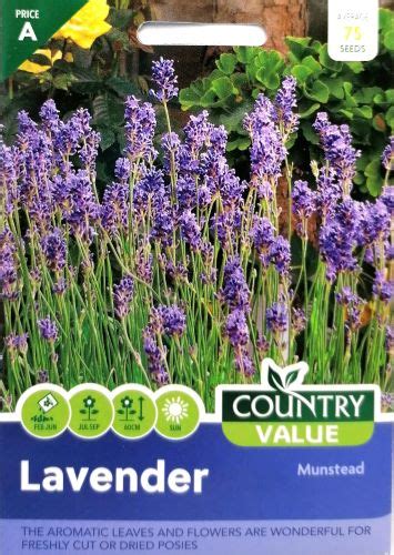 Lavender Munstead Seeds Irish Plants Direct