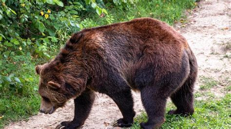 Clever Brown Bear In Italy Eludes Captivity Fans Root For It It S