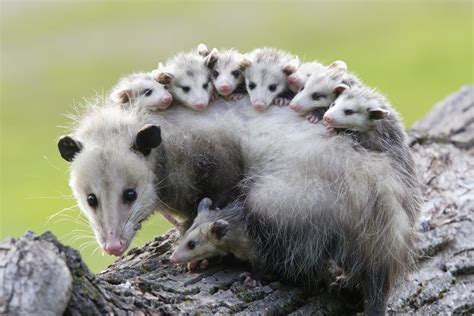Opossum Facts Order Didelphimorphia