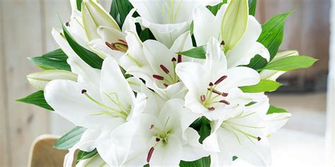 Surprising Facts About Lilies Blossoming Ts Blog
