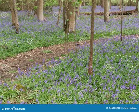 Bluebells Carpeting Woodland In Early Spring Stock Photo Image Of
