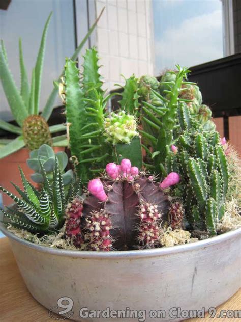 Knowing how to propagate cactus will save you money and improve your garden. Indoor Garden Gallery of Tabletop Container Garden ...
