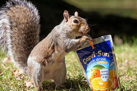 Squirrel Takes A Sip Of Capri Sun To Cool Off As Hot Weather Hits