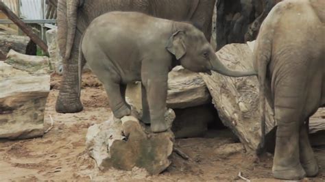 Crying Baby Elephant Stuck On Log Youtube