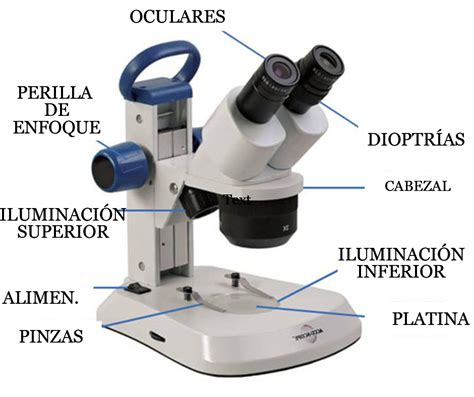 Partes Del Microscopio Y Sus Funciones