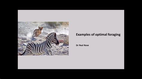 Optimal Foraging Theory Examples Of Animal Behaviour Youtube
