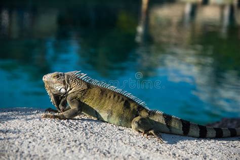 Iguana Lizard Resting On Hot Rocks Near The Water Edfe Stock Image