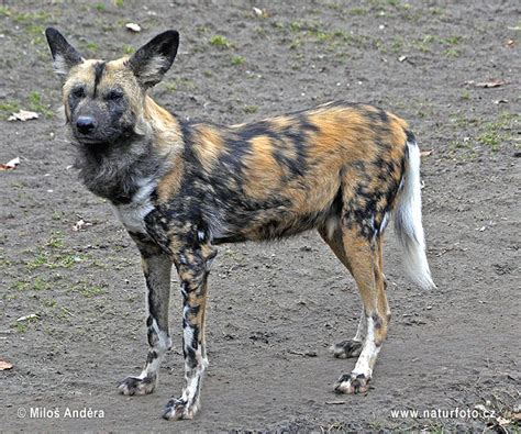 Lycaon Pictus Pictures African Wild Dog Images Nature Wildlife Photos