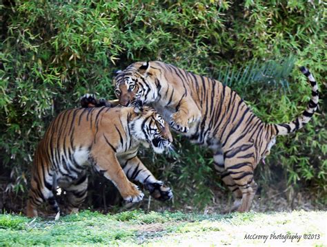Tigers Mating Karen Mccrorey Flickr