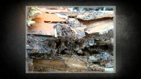 First response is a family owned. Termite Treatments Flower Mound TX 75022 Termite Control ...
