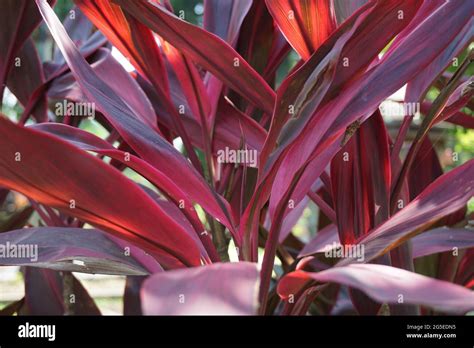 Green Cordyline Fruticosa Commonly Called Ti Plant Palm Lily Cabbage