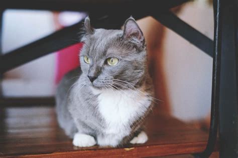 9 Grey And White Cat Breeds With Pictures Cat World