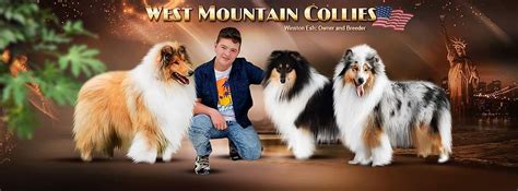About West Mountain Collies Colorado