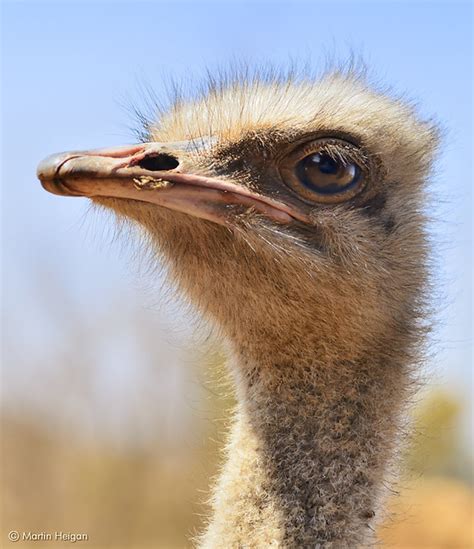 Ostrich Portrait Portrait Of An Ostrich Or Common Ostrich Flickr