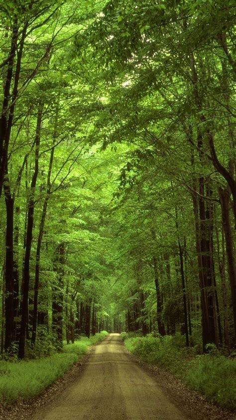 Green Forest Wallpaper Iphone Forest Green Trees Water Stream