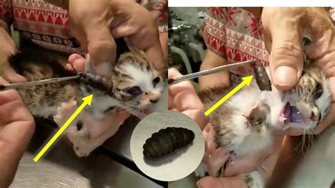 Watch In This Video Journey Rescue Of Poor Cat Where A Group Of