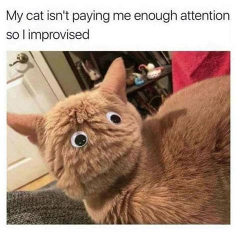11 Cat Memes About Food Factory Memes