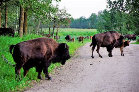 14 Fun Things To Do At Elk Island National Park Alberta Play Outside