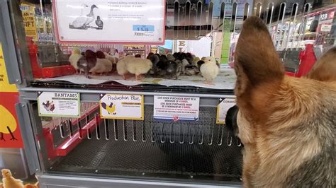 Checking Out The Chicks At Tractor Supply Youtube