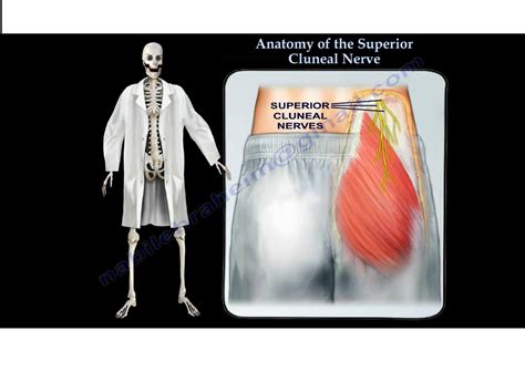 Anatomy Of Superior Cluneal Nerves Orthopaedicprinciples Com