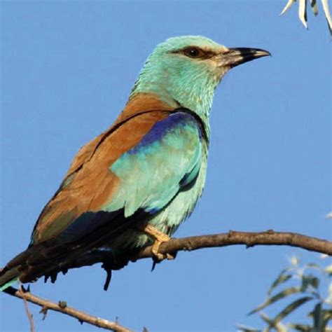 See more of vojvodina country on facebook. (PDF) The recovery of the European Roller Coracias ...