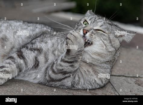 Funny Grey Cat Licking Paw Stock Photo Alamy