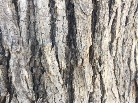 Light Brown Vertical Tree Bark Stock Photo Free Textures