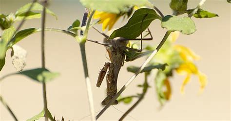Praying Mantis Post Mating Photoshoot Album On Imgur