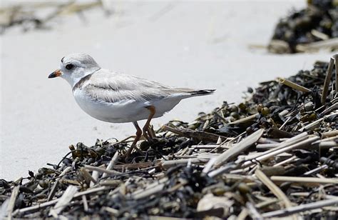 Maines Piping Plover Chicks Have Best Year In Decade The Portland