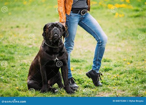 Black Young Cane Corso Dog Sit On Green Grass Outdoors Big Dog Stock